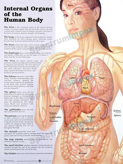 Internal Organs Of The Human Body
