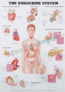 The Endocrine System 