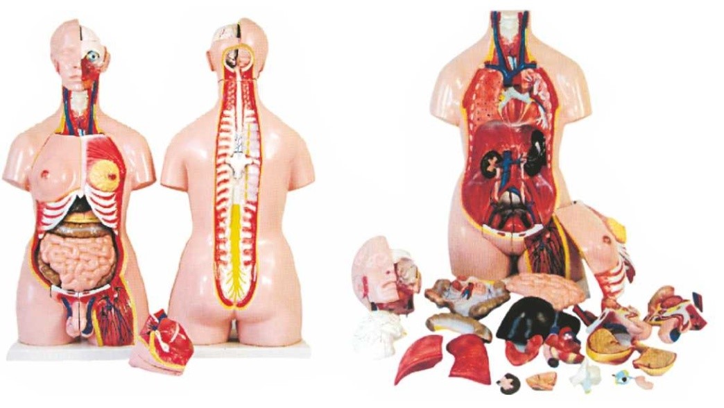 Human Torso with Open Back, 23 parts, Unisex (85 cm)