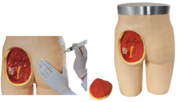 Adult Intramuscular Injection Training Mannequin