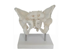 Adult Female Pelvis with Stand