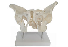 Adult Male Pelvis with Stand