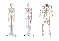Basic of Life Size Human Skeleton Models