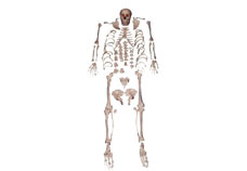 Disarticulated Skeleton Model