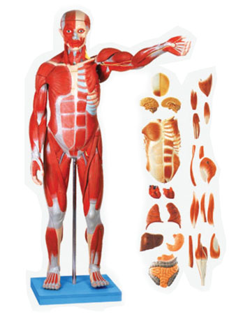 Full Size Human Body Showing Muscles And Organs