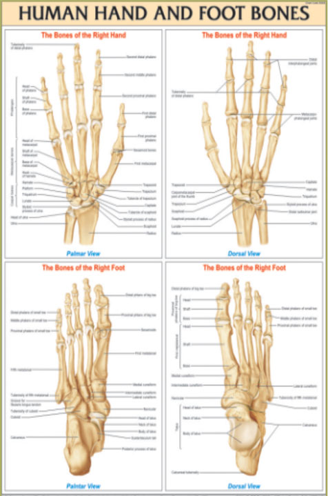 Human Hand & Foot Bones