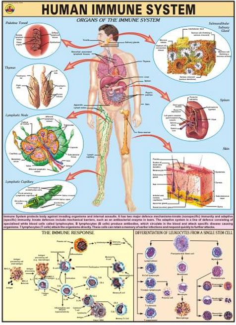 Human Immune System