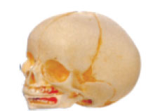 Infant Skull