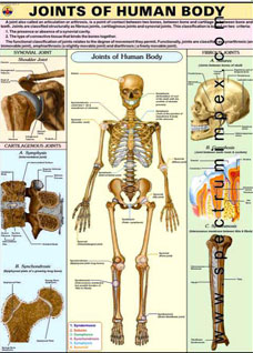 Joints of Human Body