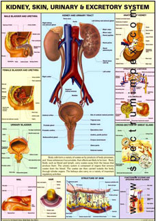 Kidney, Skin, Excretory Organs