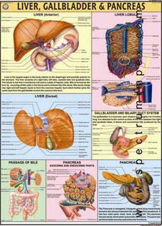 Liver, Gallbladder And Pancreas