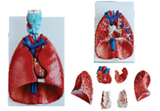Larynx, Heart and Lungs Model