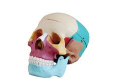 Life-Size Colored Skull