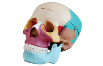 Life-Size Colored Skull
