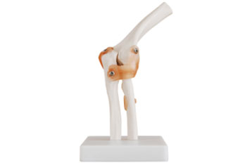 Life-Size Elbow Joint with Ligaments
