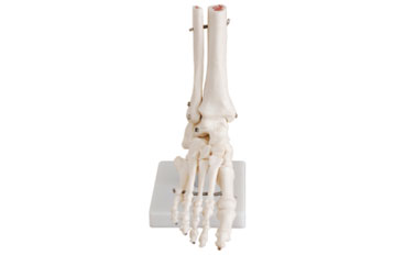 Life Size Foot Joint
