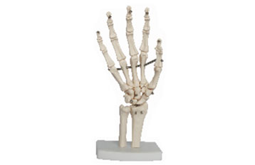 Life Size hand Joint