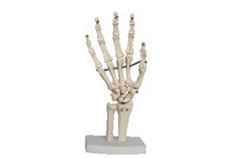 Life Size hand Joint