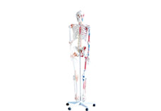Life size Human Skeleton (180 cm) with Muscles & Ligaments on a Pelvic Mounted Stand