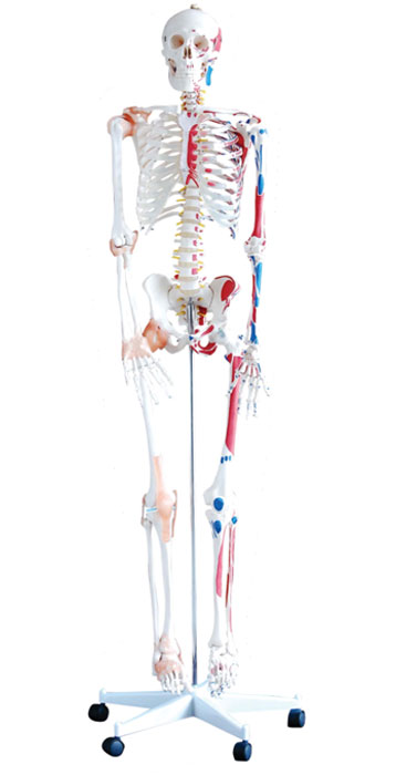 Life size Human Skeleton (180 cm) with Muscles And Ligaments on pelvic mounted stand