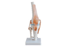 Life-Size Knee Joint with Ligaments