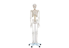 Life Size Human Skeleton (180 cm) Tall on a Pelvic Mounted Stand