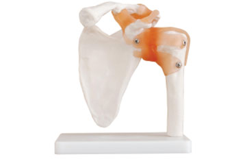 Life-Size Shoulder Joint with Ligaments