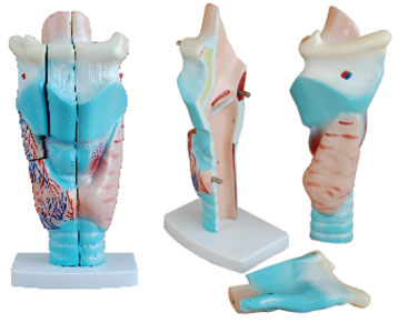 Magnified Human Larynx Model