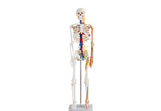 Medium Skeleton with Nerves and Blood Vessels (85 cm)