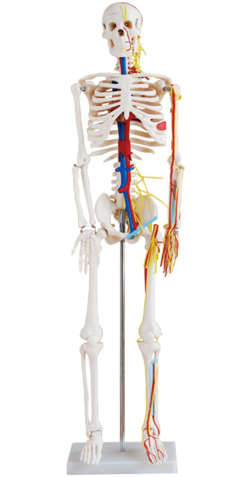 Medium Skeleton with Nerves and Blood Vessels