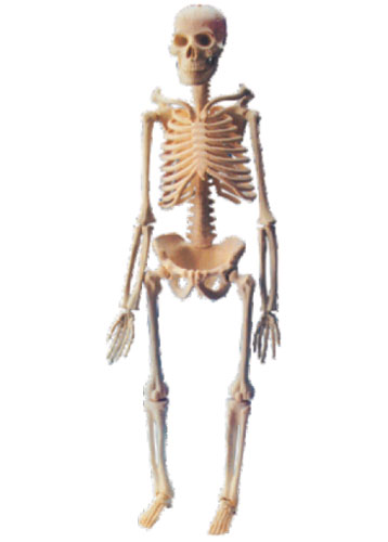 Mini Skeleton with Stand