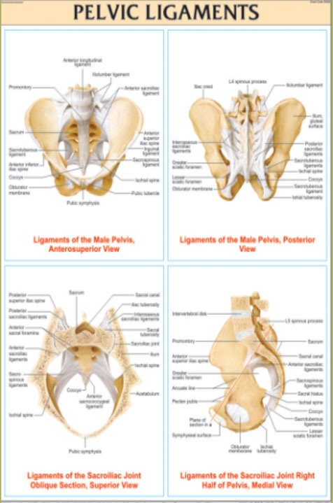 Pelvic Ligaments