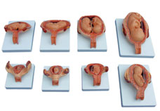 The Development Process for Fetus (Half Size)