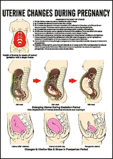 Uterine Changes in Pregnancy