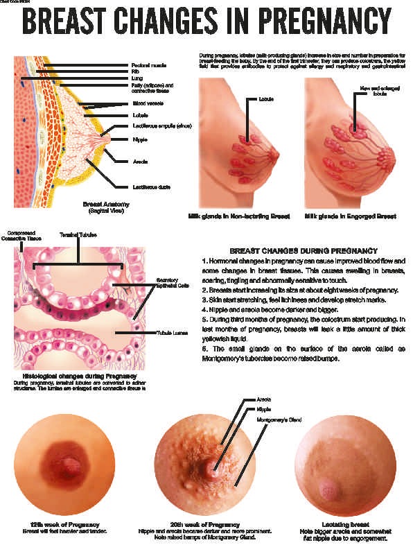 midwifery-and-child-health-nursing-charts