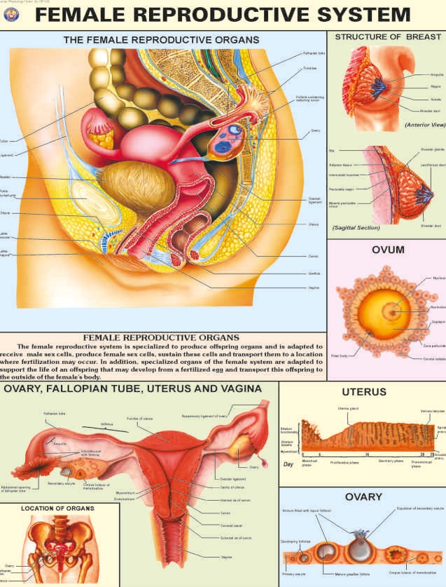 human-physiology-charts
