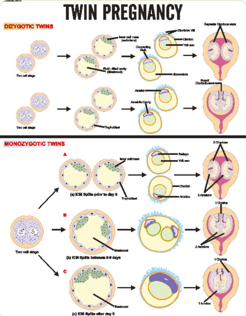 midwifery-and-child-health-nursing-charts