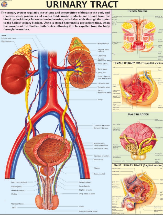 human-physiology-charts