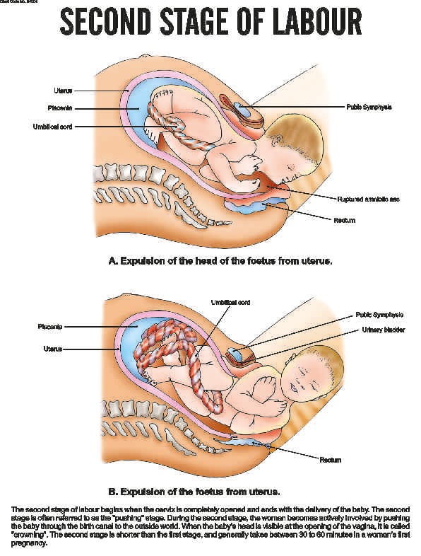 midwifery-and-child-health-nursing-charts
