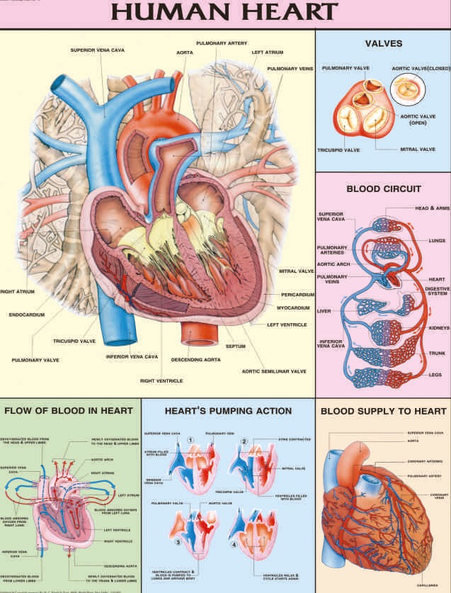 human-physiology-charts