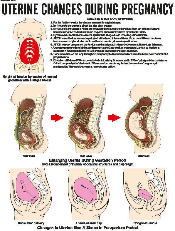 midwifery-and-child-health-nursing-charts