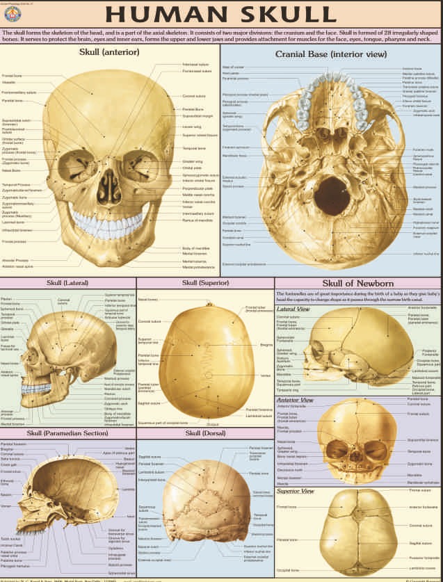 human-physiology-charts