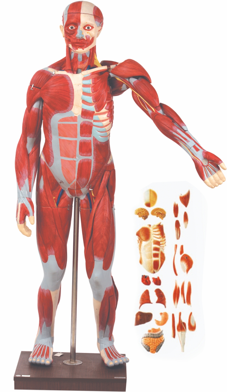 muscles-of-male-with-internal-organs-170-cm
