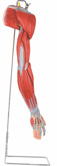muscles-of-arm-with-main-vessels-and-nerves