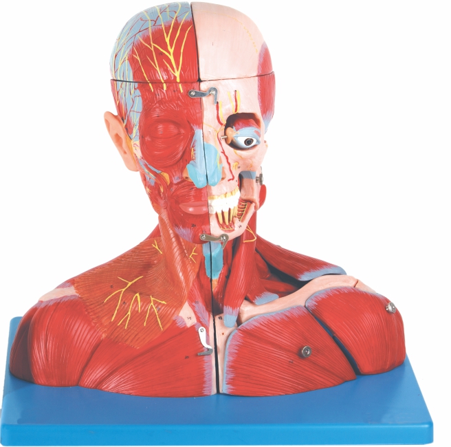 head-and-neck-with-blood-vessels-nerves-and-brain