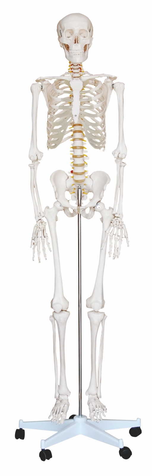 life-size-human-skeleton-180-cm-tall-on-a-pelvic-mounted-stand