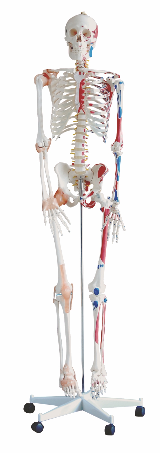 life-size-human-skeleton-180-cm-with-muscles-ligaments-on-a-pelvic-mounted-stand