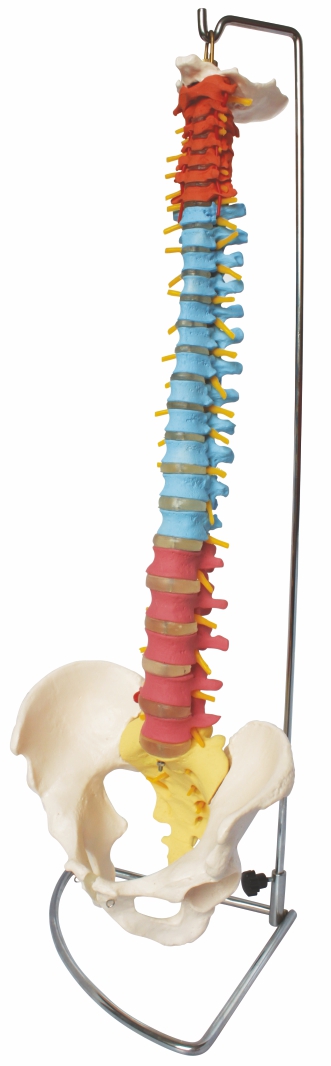 didactic-flexible-vertebral-column-with-pelvis