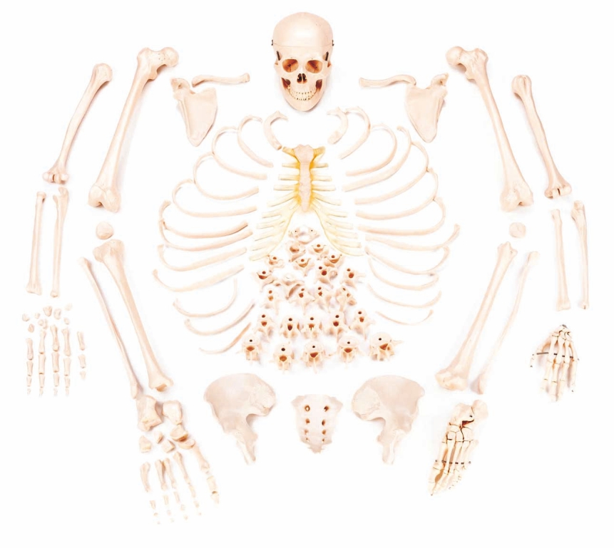 disarticulated-skeleton-model-bilateral